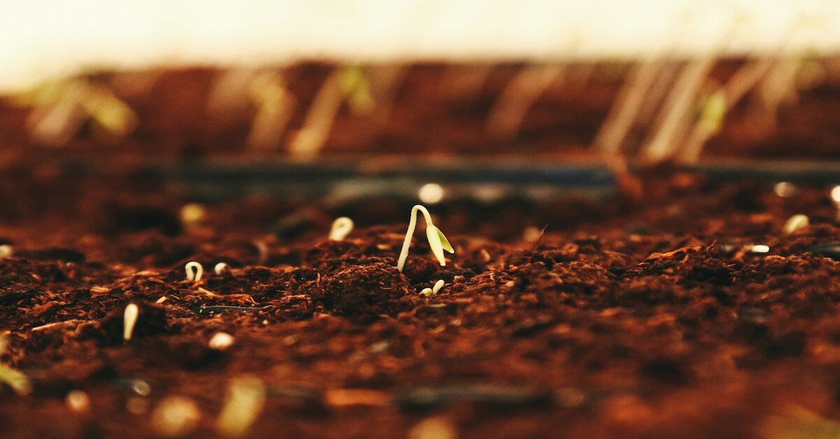 Eyes on the Harvest